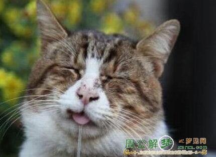 夢(mèng)見動(dòng)物比如貓狗蛇鳥魚等是怎么回事 該如何解夢(mèng) 夢(mèng)見動(dòng)物比如貓狗蛇鳥魚等是怎么回事 該如何解夢(mèng)